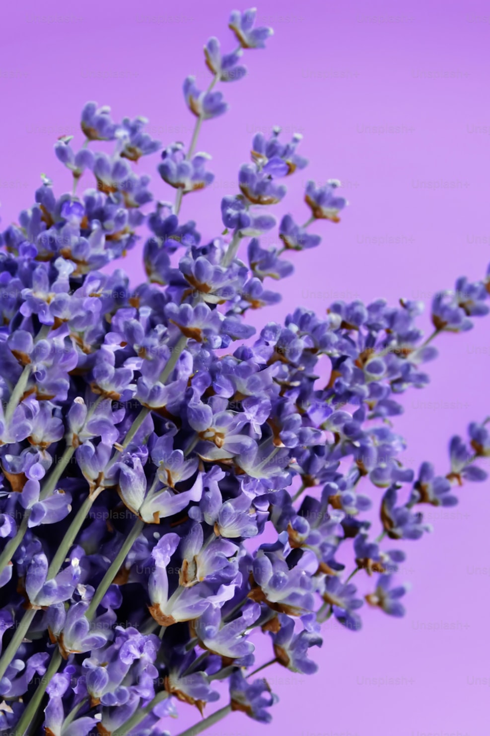 Lavender plant